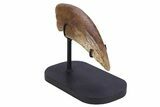 Killer Fossil Tyrannosaur (Daspletosaurus) Toe Claw - Montana #381122-11